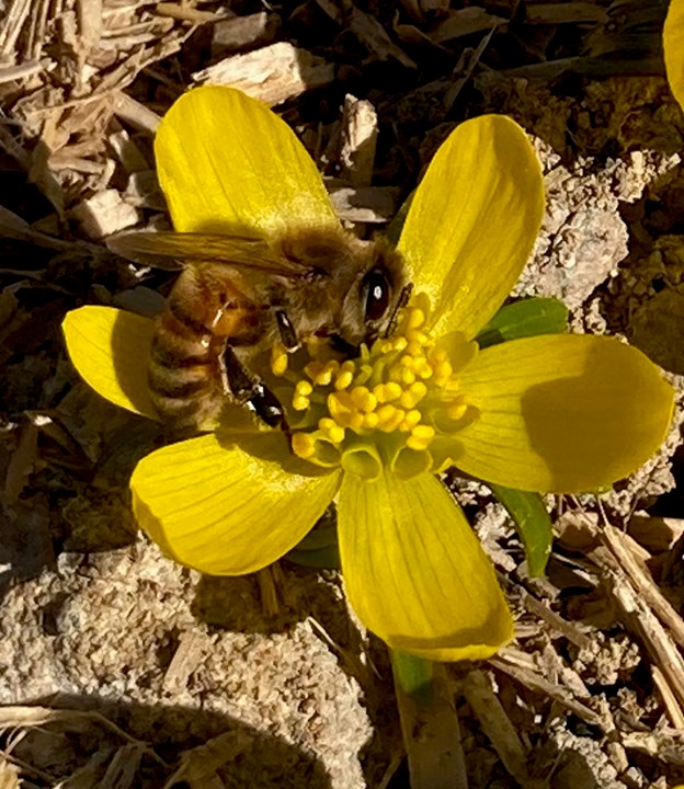 Ett bi på en blomma
